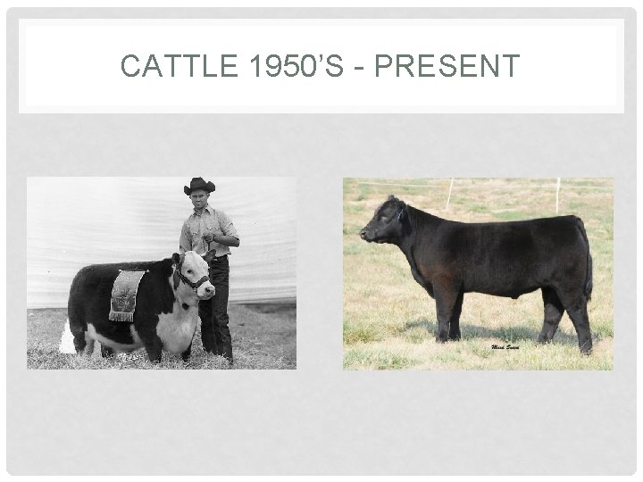 CATTLE 1950’S - PRESENT 