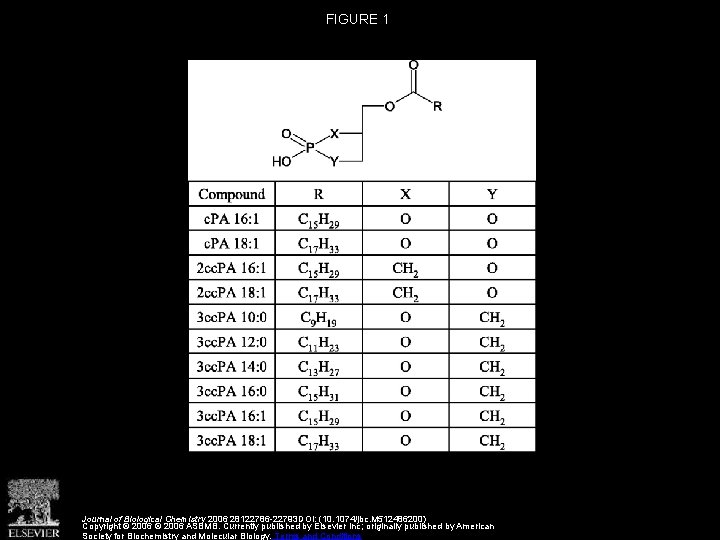 FIGURE 1 Journal of Biological Chemistry 2006 28122786 -22793 DOI: (10. 1074/jbc. M 512486200)