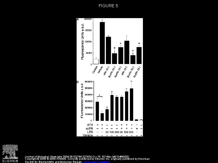 FIGURE 5 Journal of Biological Chemistry 2006 28122786 -22793 DOI: (10. 1074/jbc. M 512486200)