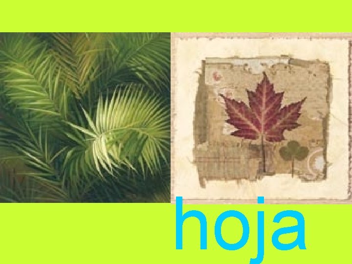 hoja 