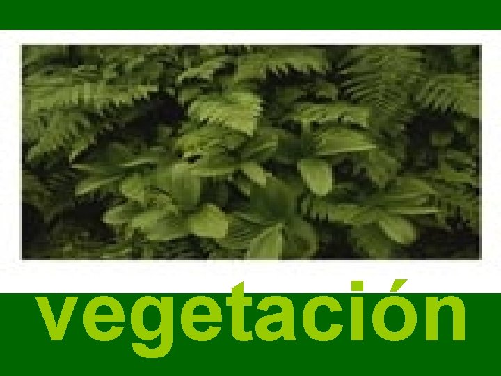 vegetación 