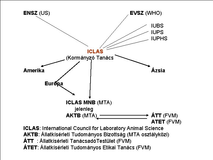 ENSZ (US) EVSZ (WHO) IUBS IUPHS ICLAS (Kormányzó Tanács Amerika Ázsia Európa ICLAS MNB