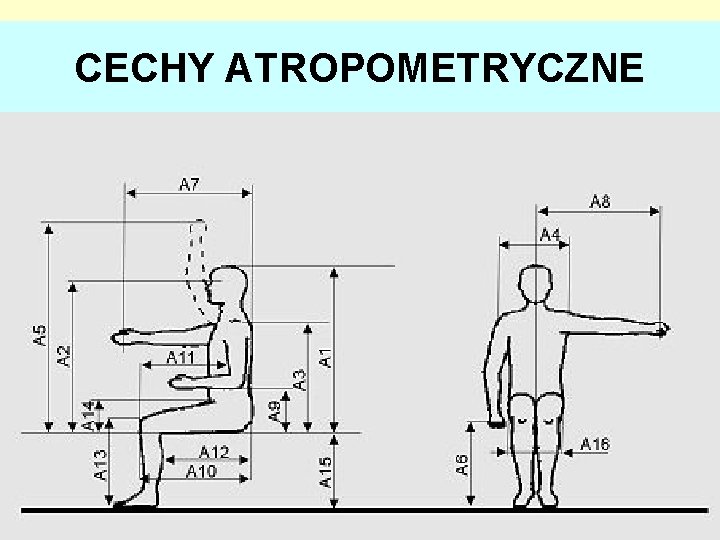 CECHY ATROPOMETRYCZNE 