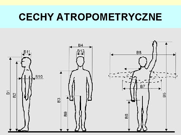 CECHY ATROPOMETRYCZNE 