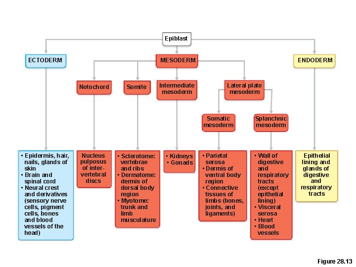 Epiblast ECTODERM MESODERM Notochord • Epidermis, hair, nails, glands of skin • Brain and