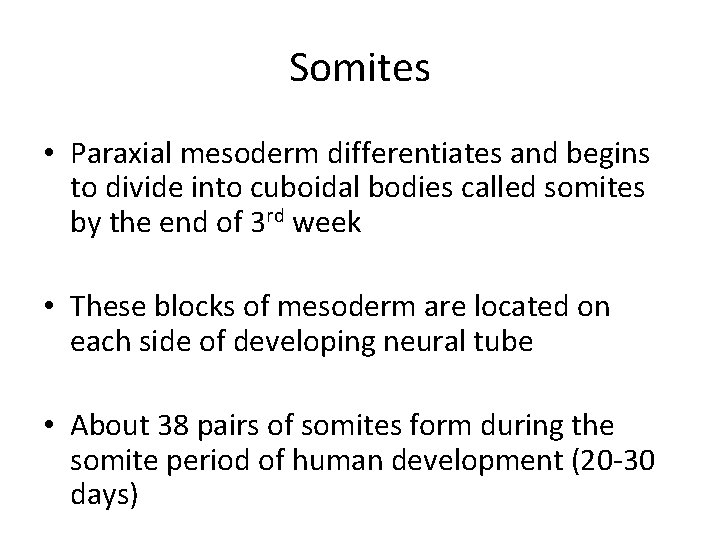 Somites • Paraxial mesoderm differentiates and begins to divide into cuboidal bodies called somites