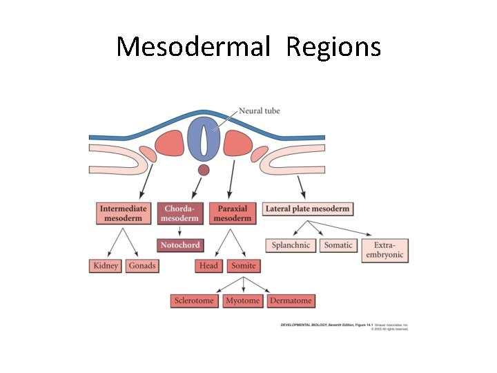 Mesodermal Regions 