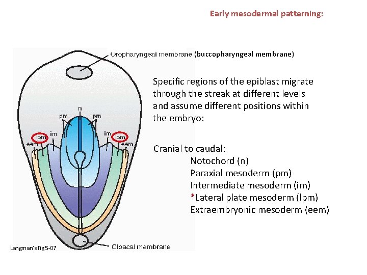 Early mesodermal patterning: (buccopharyngeal membrane) Specific regions of the epiblast migrate through the streak