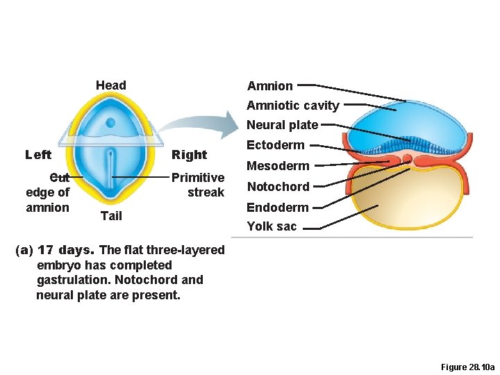 Head Amnion Amniotic cavity Neural plate Left Right Cut edge of amnion Primitive streak