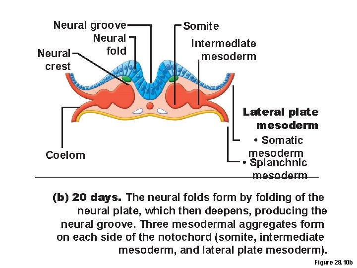 Neural groove Neural fold Neural crest Coelom Somite Intermediate mesoderm Lateral plate mesoderm •