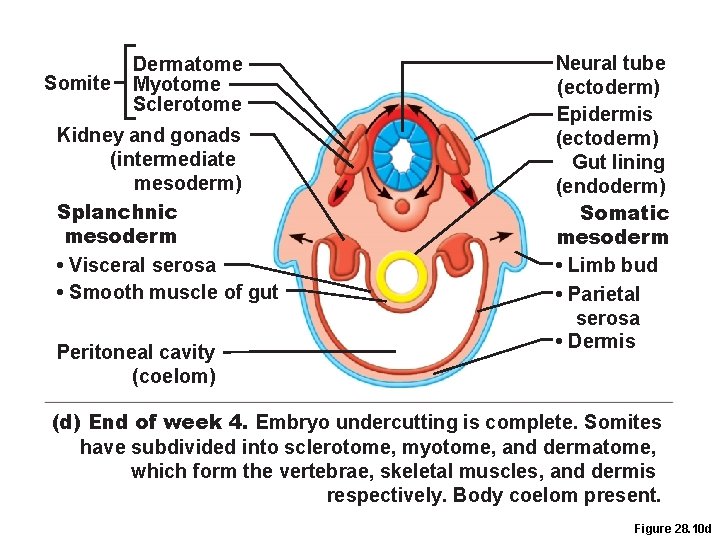 Somite Dermatome Myotome Sclerotome Kidney and gonads (intermediate mesoderm) Splanchnic mesoderm • Visceral serosa