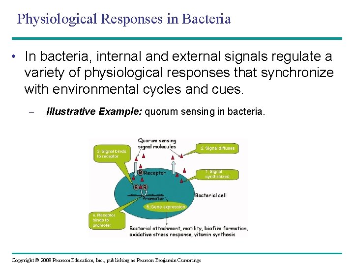 Physiological Responses in Bacteria • In bacteria, internal and external signals regulate a variety