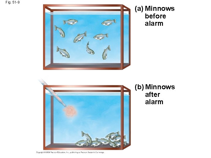 Fig. 51 -9 (a) Minnows before alarm (b) Minnows after alarm 