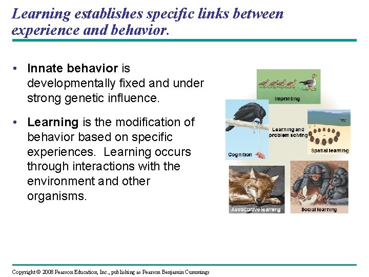 Learning establishes specific links between experience and behavior. • Innate behavior is developmentally fixed
