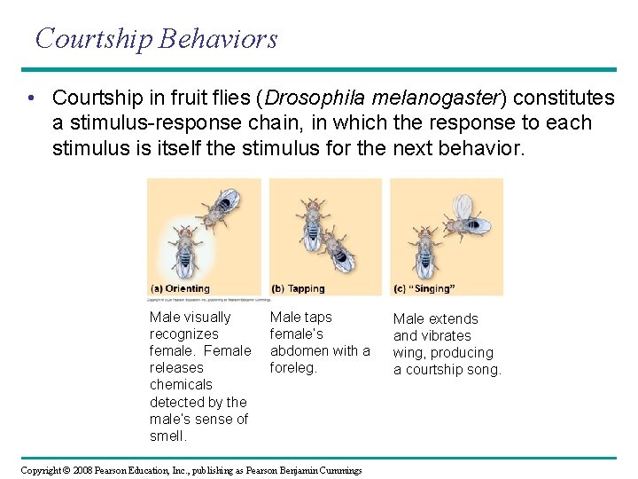 Courtship Behaviors • Courtship in fruit flies (Drosophila melanogaster) constitutes a stimulus-response chain, in