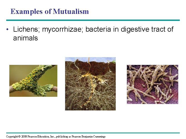 Examples of Mutualism • Lichens; mycorrhizae; bacteria in digestive tract of animals Copyright ©