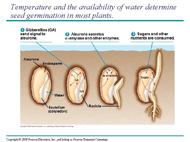 Temperature and the availability of water determine seed germination in most plants. Copyright ©