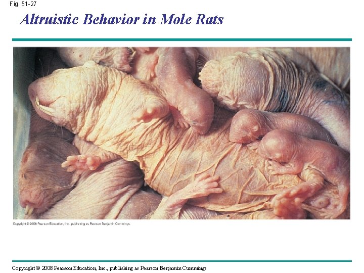 Fig. 51 -27 Altruistic Behavior in Mole Rats Copyright © 2008 Pearson Education, Inc.