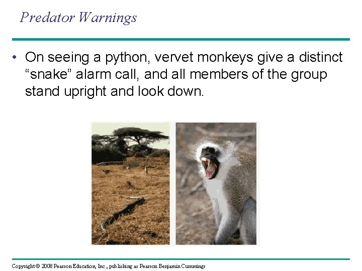 Predator Warnings • On seeing a python, vervet monkeys give a distinct “snake” alarm