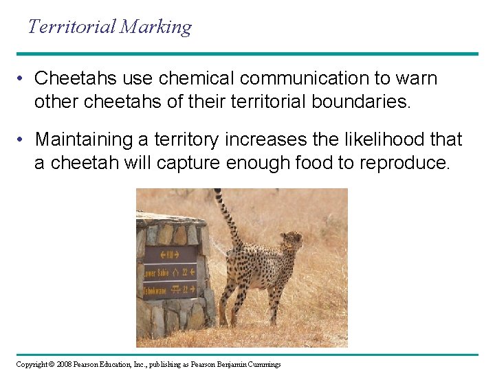 Territorial Marking • Cheetahs use chemical communication to warn other cheetahs of their territorial