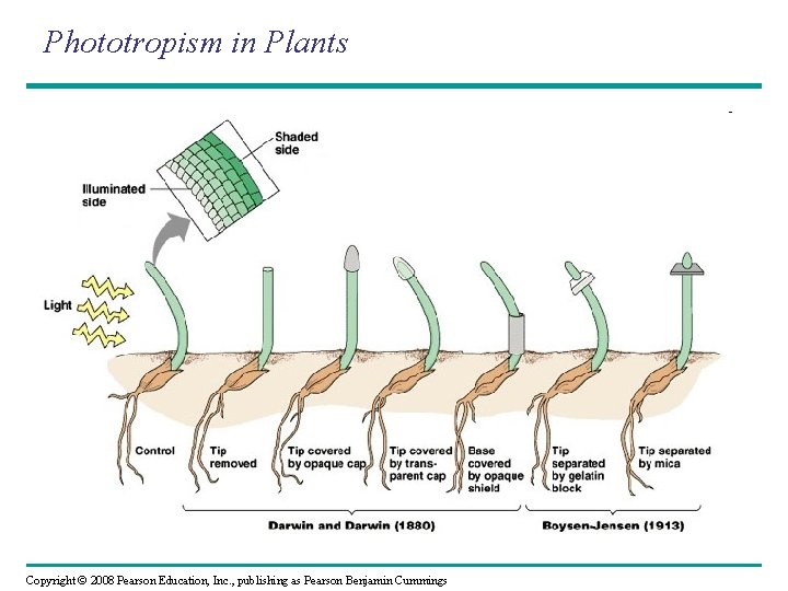 Phototropism in Plants Copyright © 2008 Pearson Education, Inc. , publishing as Pearson Benjamin