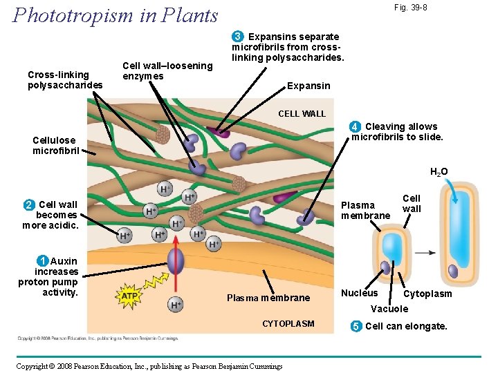 Phototropism in Plants Fig. 39 -8 3 Expansins separate Cross-linking polysaccharides Cell wall–loosening enzymes