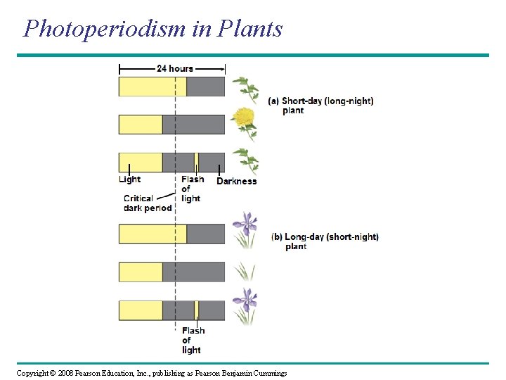 Photoperiodism in Plants Copyright © 2008 Pearson Education, Inc. , publishing as Pearson Benjamin