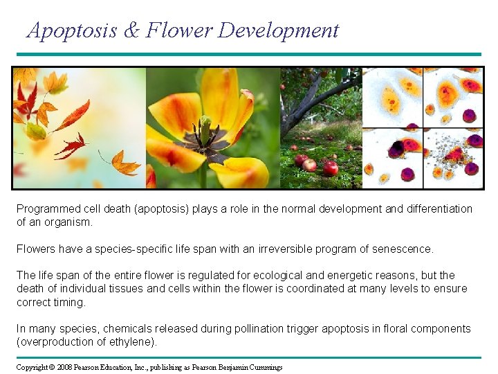 Apoptosis & Flower Development Programmed cell death (apoptosis) plays a role in the normal