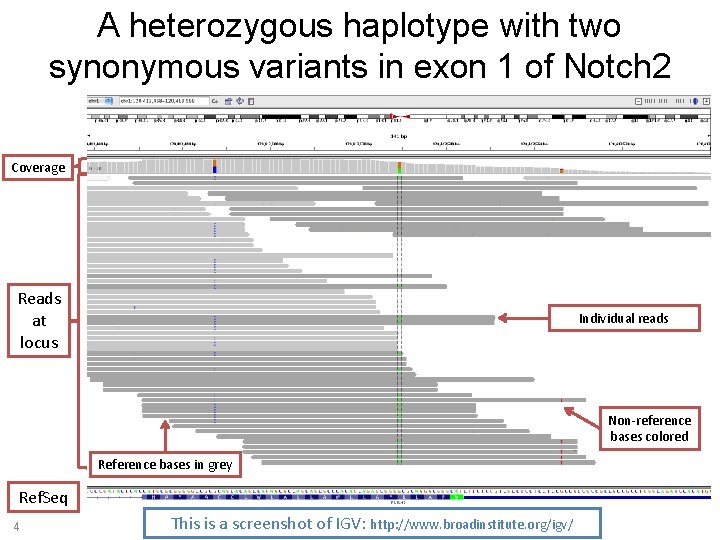A heterozygous haplotype with two synonymous variants in exon 1 of Notch 2 Coverage