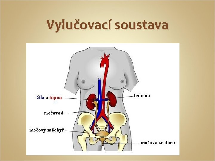 Vylučovací soustava 