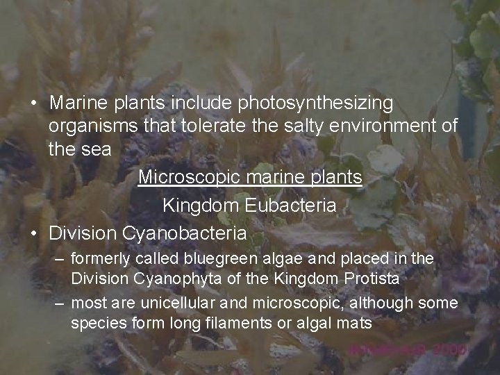  • Marine plants include photosynthesizing organisms that tolerate the salty environment of the
