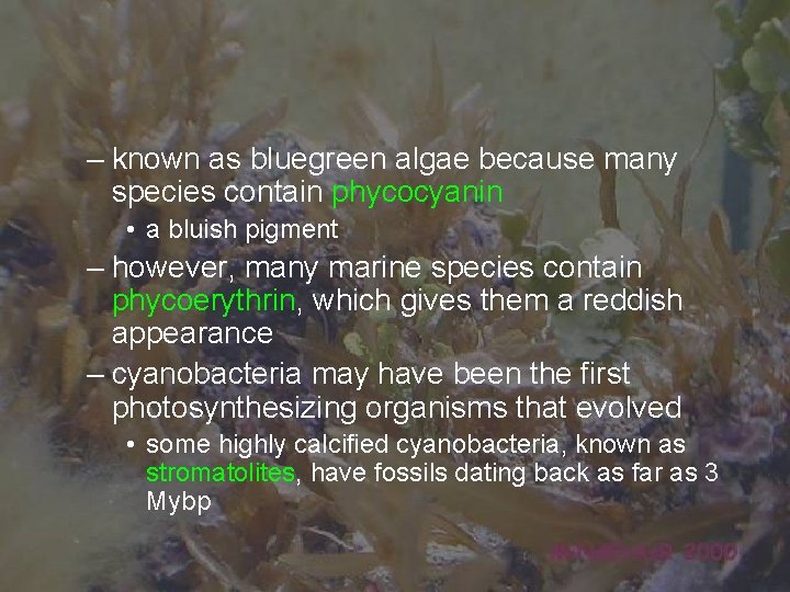 – known as bluegreen algae because many species contain phycocyanin • a bluish pigment