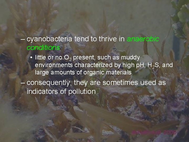 – cyanobacteria tend to thrive in anaerobic conditions • little or no O 2