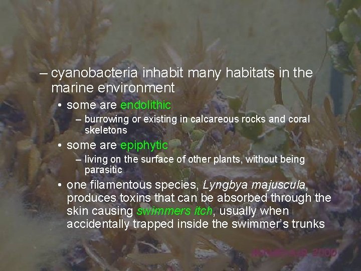 – cyanobacteria inhabit many habitats in the marine environment • some are endolithic –