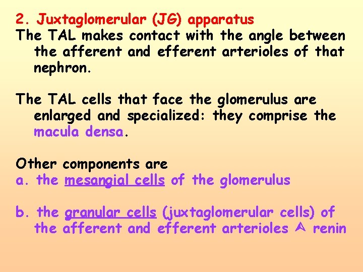2. Juxtaglomerular (JG) apparatus The TAL makes contact with the angle between the afferent
