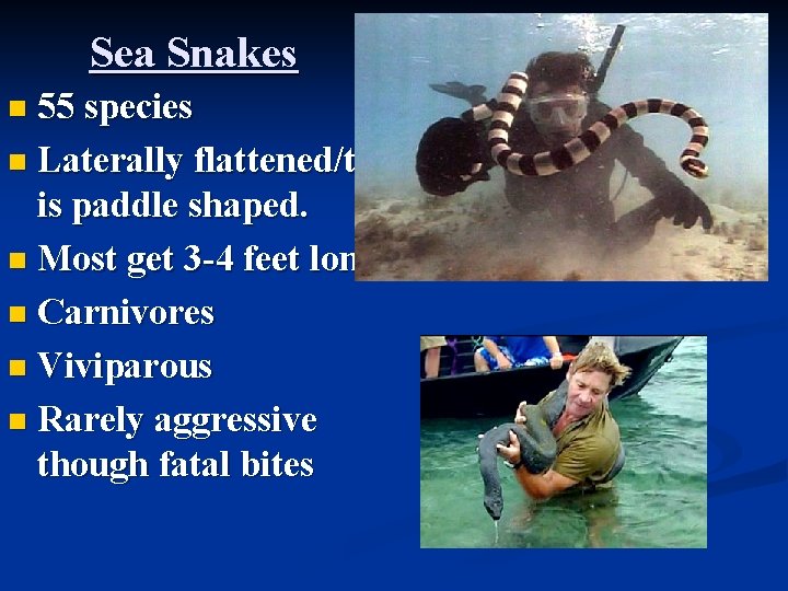 Sea Snakes 55 species n Laterally flattened/tail is paddle shaped. n Most get 3