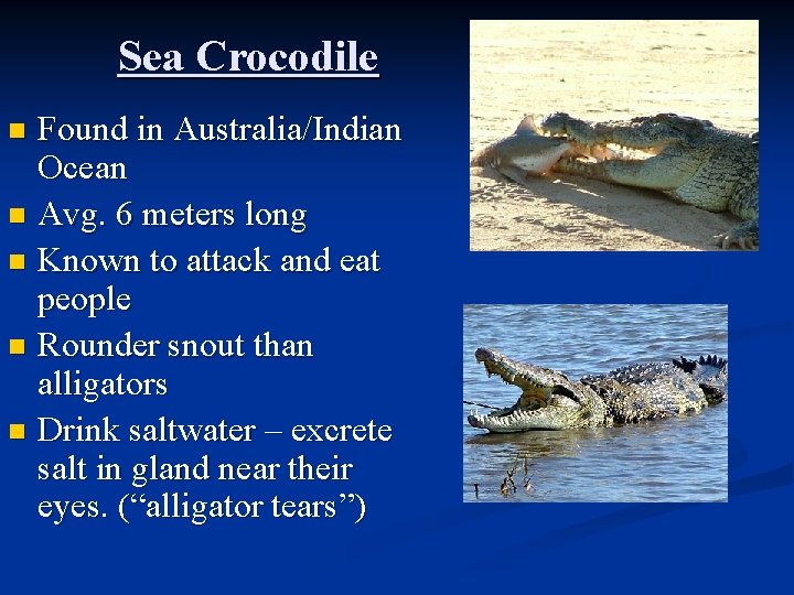 Sea Crocodile Found in Australia/Indian Ocean n Avg. 6 meters long n Known to