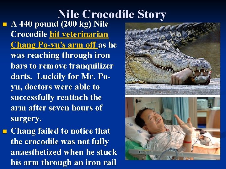 n n Nile Crocodile Story A 440 pound (200 kg) Nile Crocodile bit veterinarian