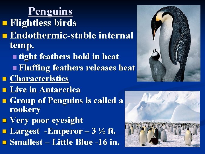 Penguins n Flightless birds n Endothermic-stable internal temp. n tight feathers hold in heat