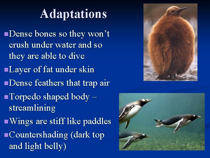 Adaptations n Dense bones so they won’t crush under water and so they are