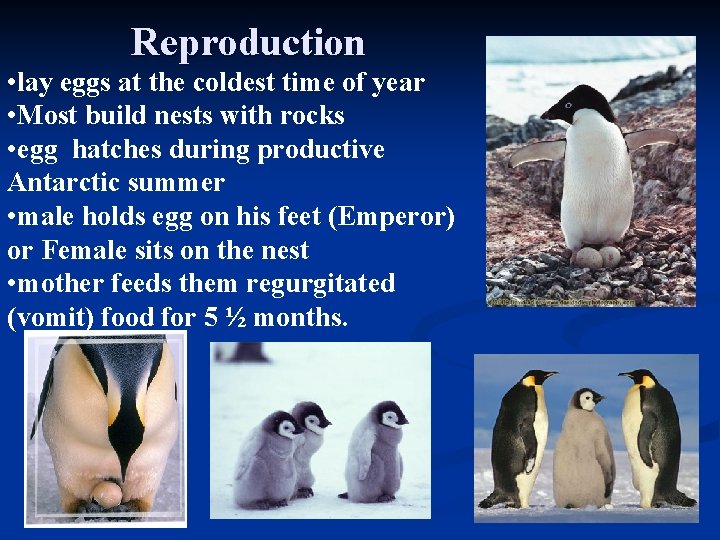 Reproduction • lay eggs at the coldest time of year • Most build nests