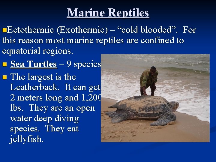 Marine Reptiles n. Ectothermic (Exothermic) – “cold blooded”. For this reason most marine reptiles