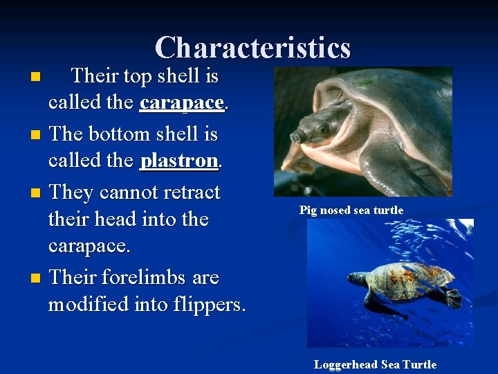 Characteristics Their top shell is called the carapace. n The bottom shell is called