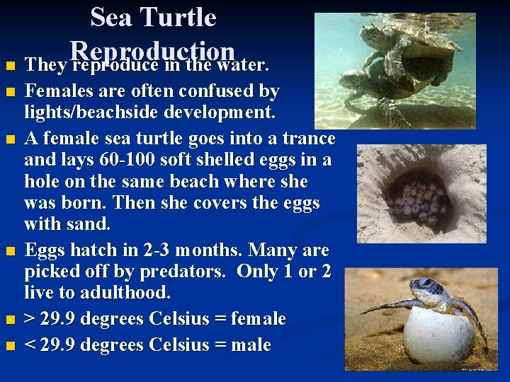 Sea Turtle Reproduction n They reproduce in the water. n n n Females are