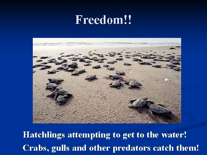 Freedom!! Hatchlings attempting to get to the water! Crabs, gulls and other predators catch