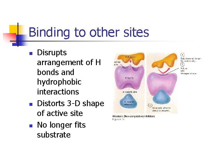 Binding to other sites n n n Disrupts arrangement of H bonds and hydrophobic