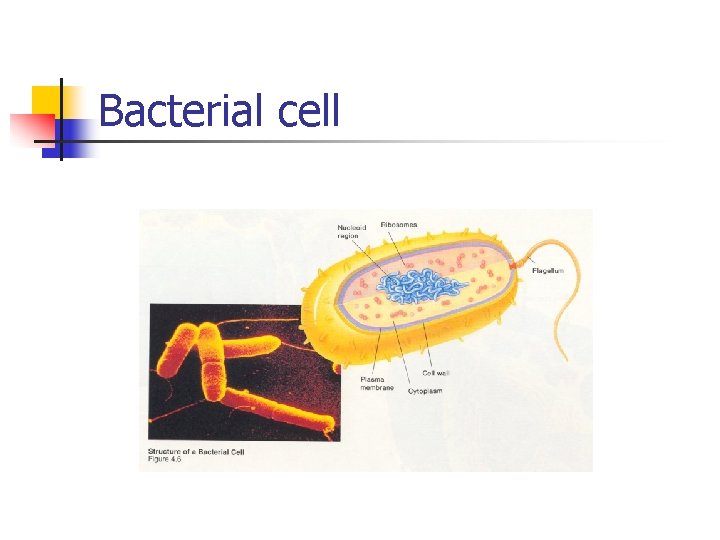 Bacterial cell 