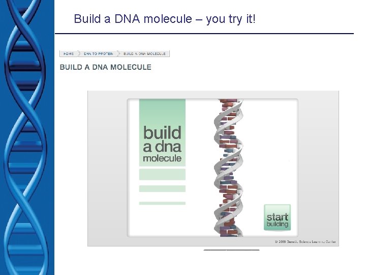 Build a DNA molecule – you try it! 