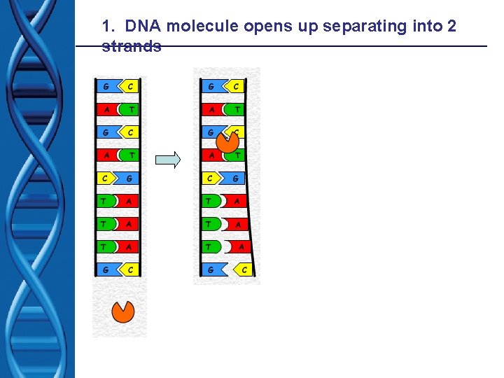 1. DNA molecule opens up separating into 2 strands 