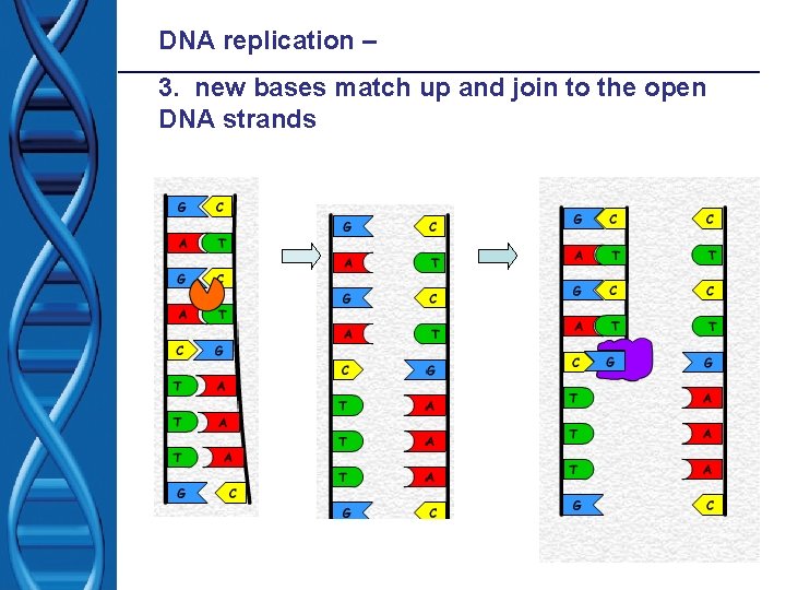 DNA replication – 3. new bases match up and join to the open DNA